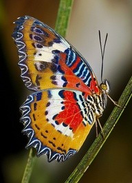 Photo:  The Malay Lacewing Butterfly